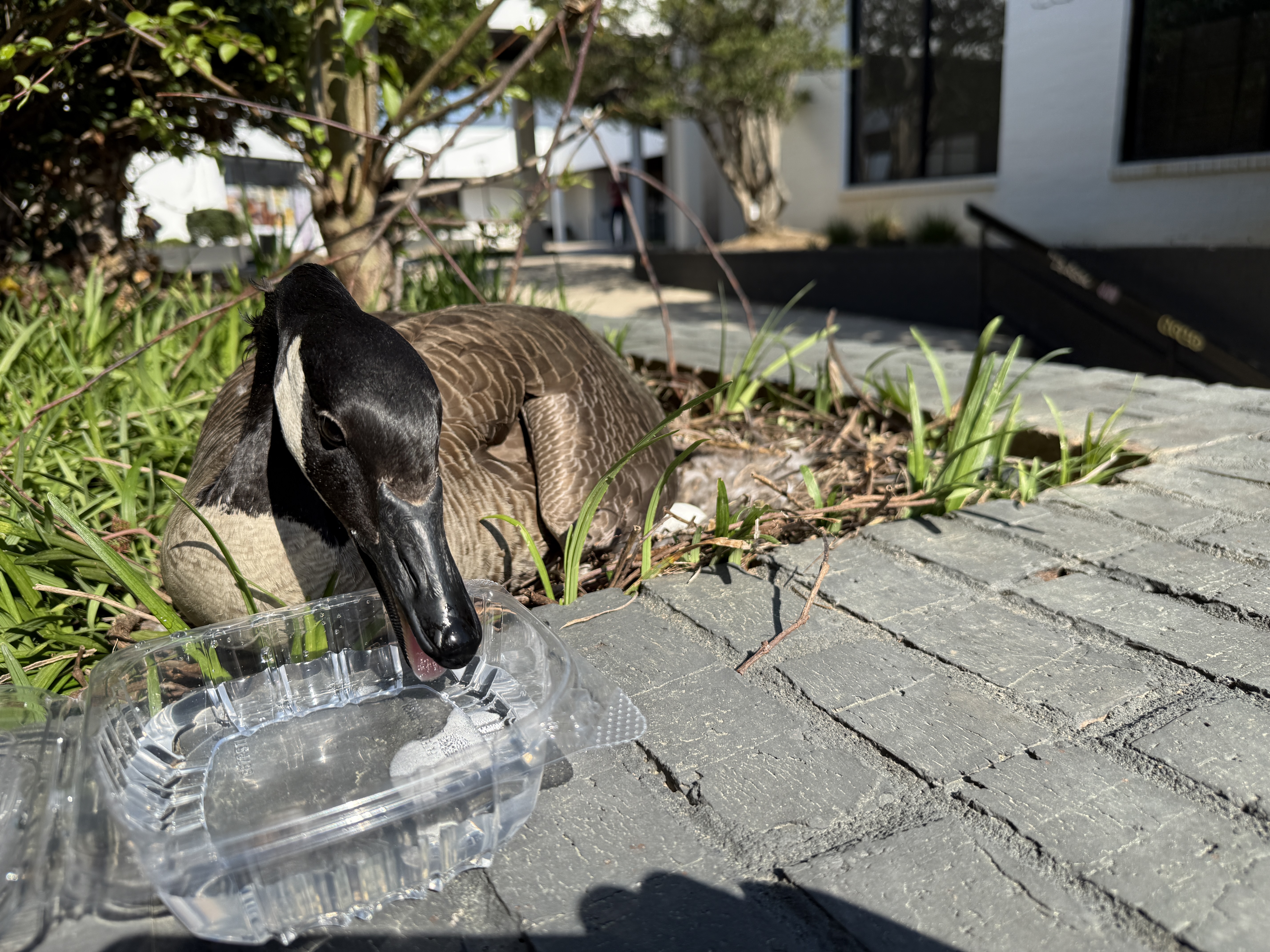 A Canada Goose on her nest in a Duluth shopping center, drinking from a plastic container of water we brought her