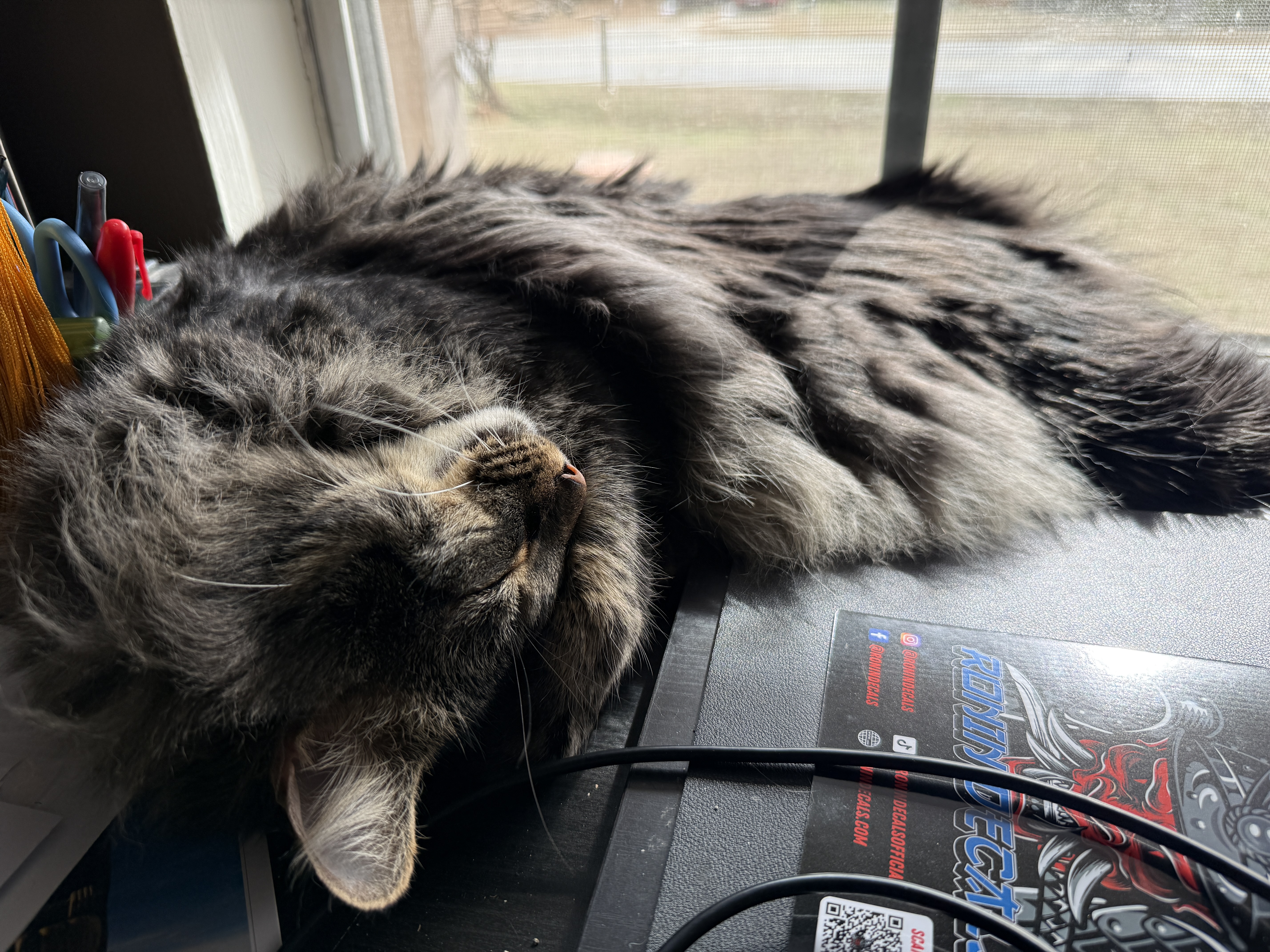 They do not care about your deadlines or your ice storms. They found the sun.