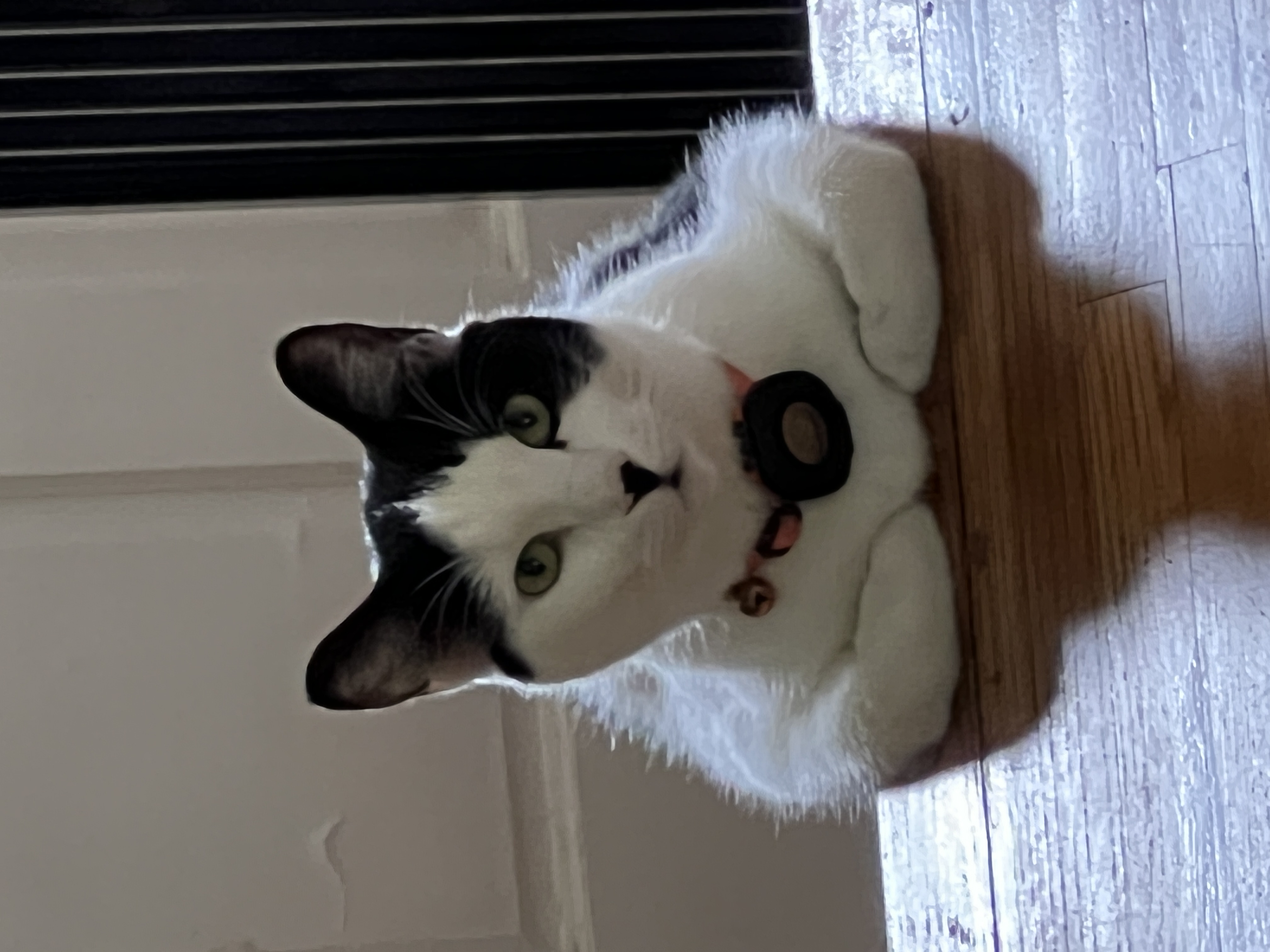 Charlie watching me cook from the top of the stairs