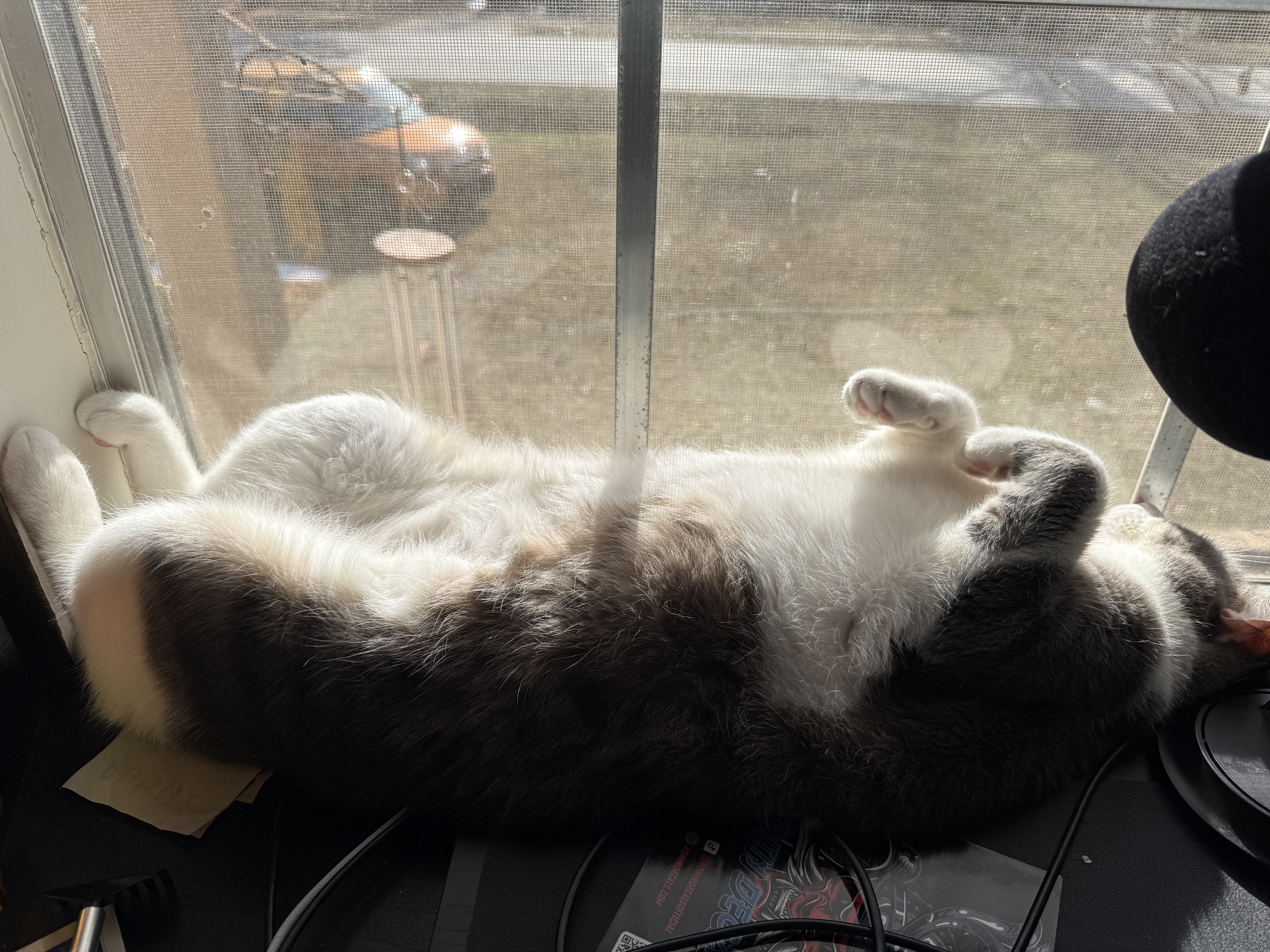 They do not care about your deadlines or your ice storms. They found the sun.