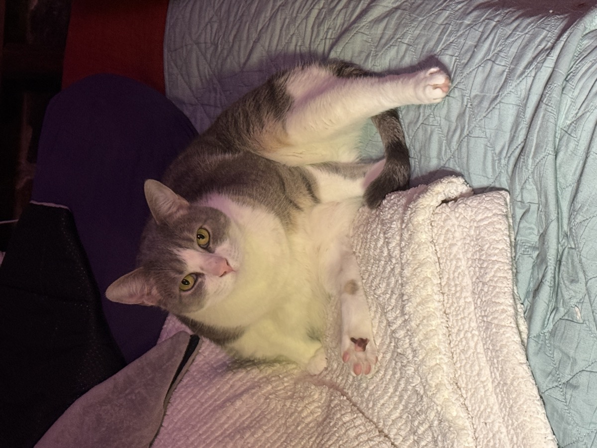 Piglet, being his usual couch gremlin. A grey-and-white cat with green eyes and a pink nose reclines against a folded cream blanket on a bed, one white paw tucked forward, looking straight at the camera in warm low light.