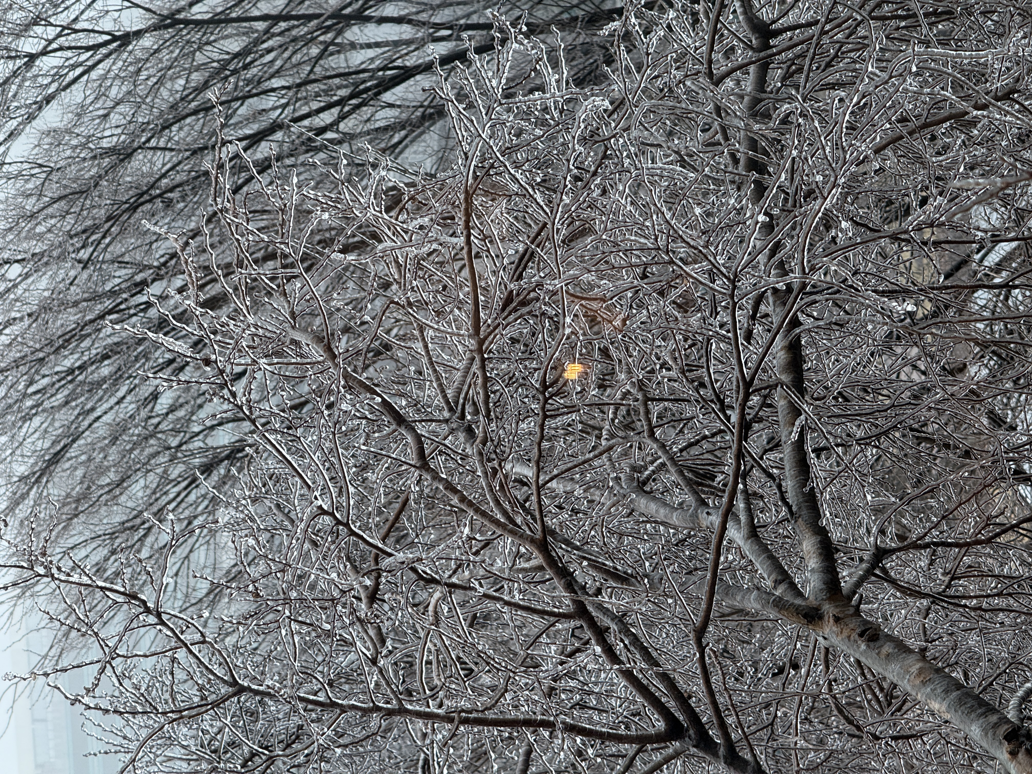 Monday morning, from the hotel coffee shop. We slept in and waited for things to warm up before making our escape.