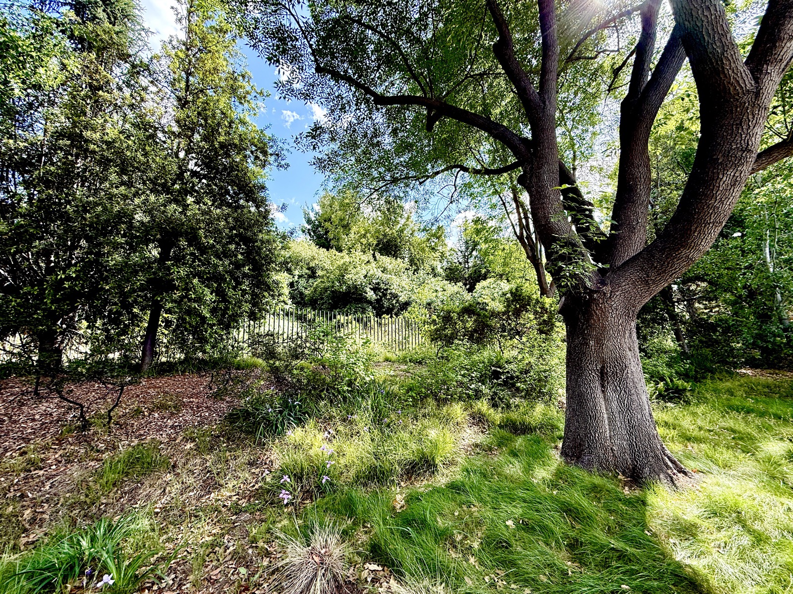 A sunlit woodland clearing. A large oak with deeply furrowed bark stands at right, its limbs arching overhead. Tall trees and dense shrubs ring the clearing, with a patch of blue sky and clouds showing through the canopy. The ground runs from leaf litter at left to lush grass dotted with small purple wildflowers in front. A low dark metal fence sits in the middle distance, mostly swallowed by greenery.