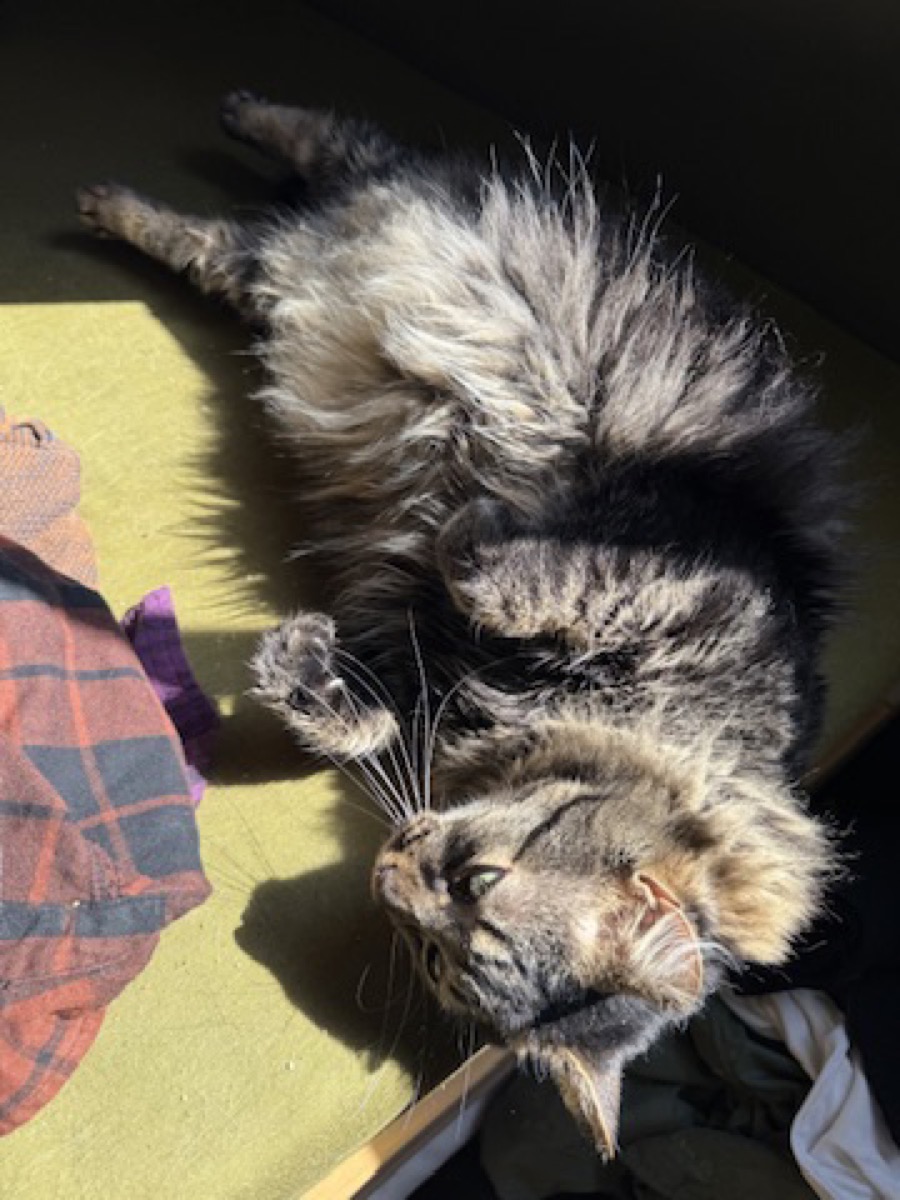 A fluffy grey-and-brown tabby cat sprawled on its side in a patch of sunlight, eyes closed and one paw stretched out, lying on a green surface beside a folded plaid cloth.
