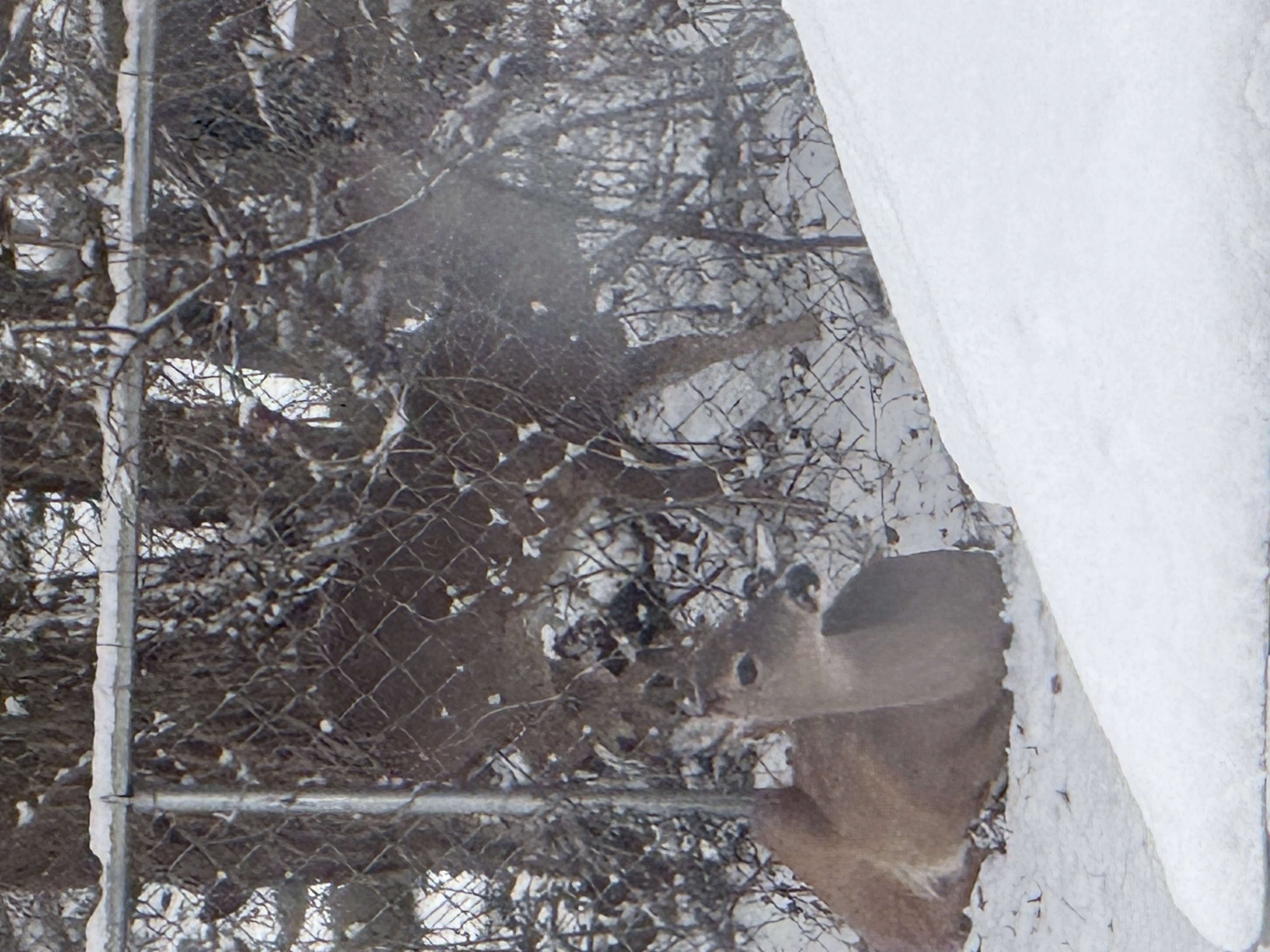 Two deer bedded down in the snow next to a chain-link fence, one looking directly at the camera, with a snow-covered table in the foreground